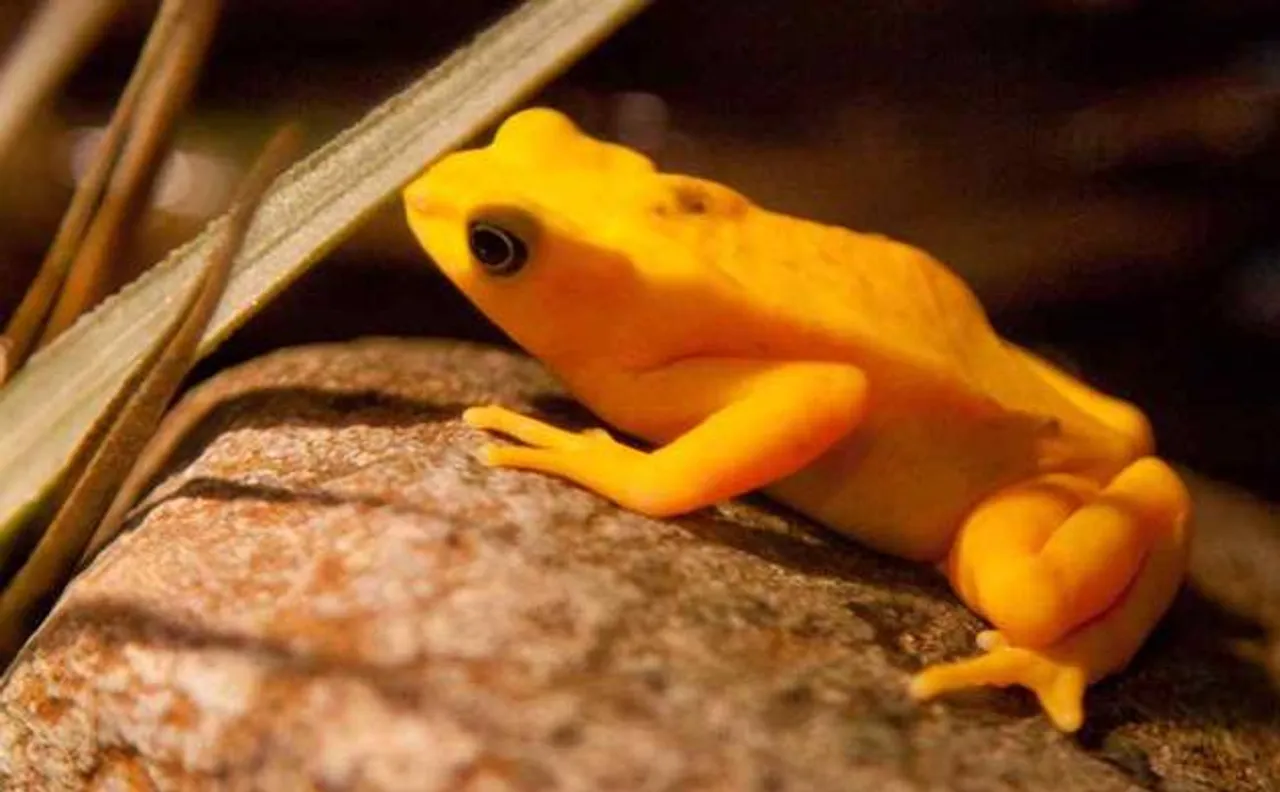Scientists discover new golden frog species in Colombia