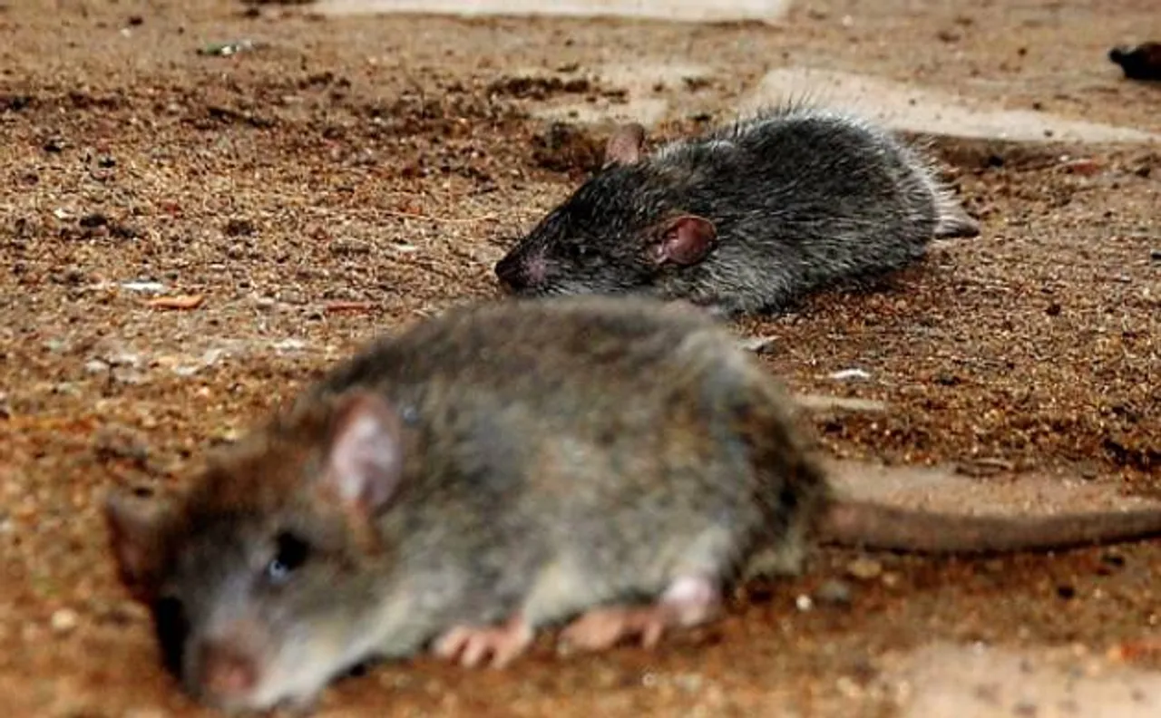 Dead rat in â€˜dalâ€™ supplied at a PDS outlet, Min admits in assembly