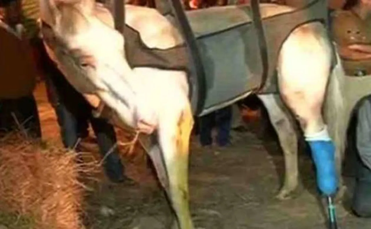 Open Letter from horse 'Shaktiman' to Politicians, sympathisers, ... and 'animals' who broke his leg