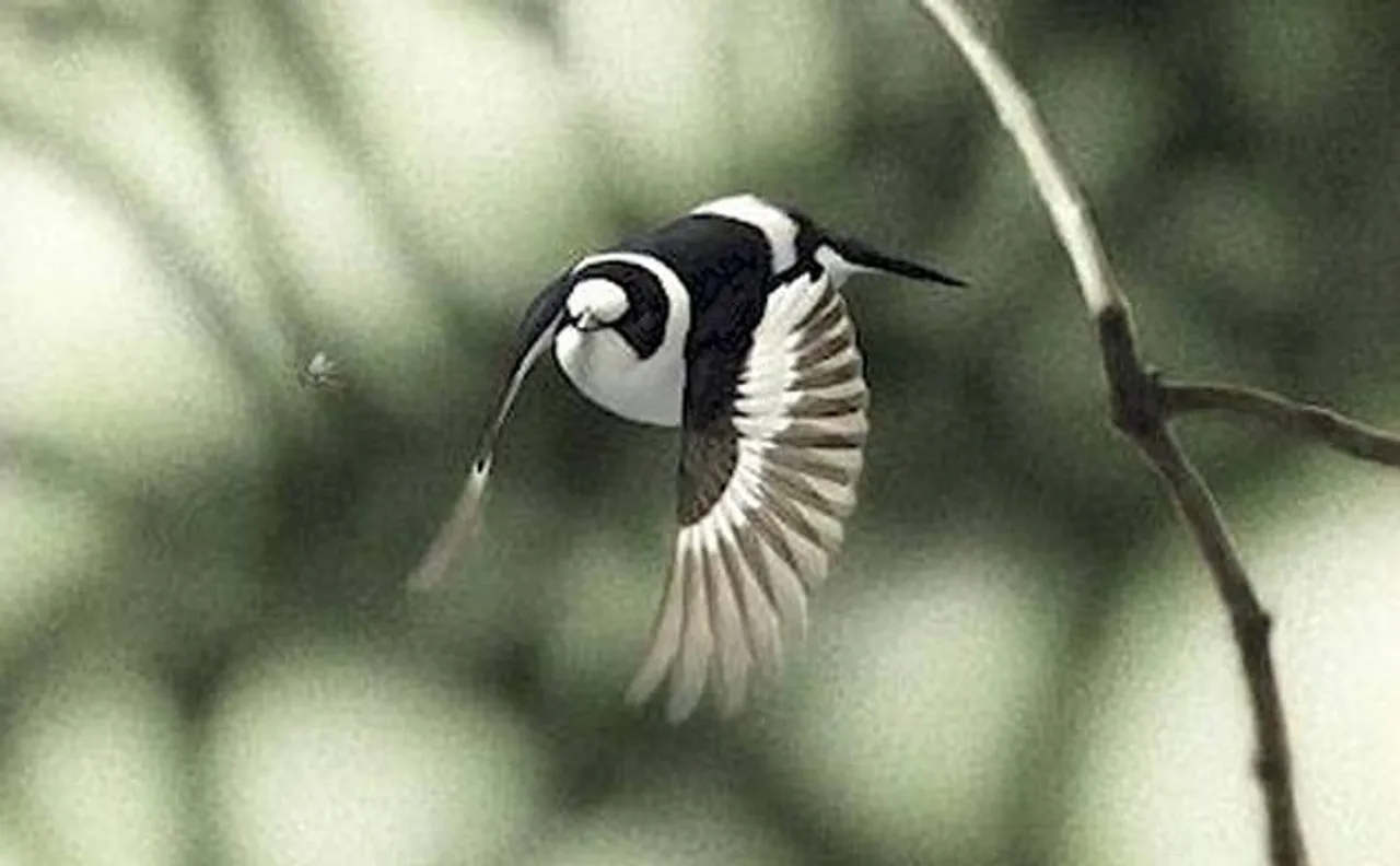 Small birds have vision twice as quick as humans
