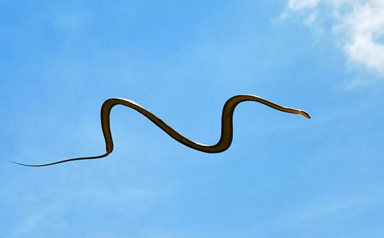 Rare three-foot long â€˜flyingâ€™ snake caught in Tamil Nadu