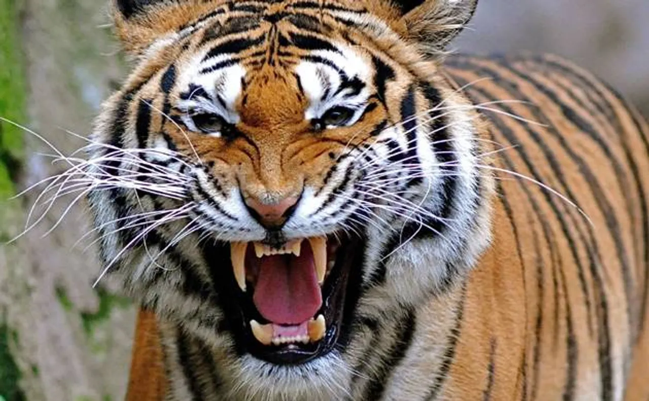 Camera trapping confirms no second Tiger in Nagaland village