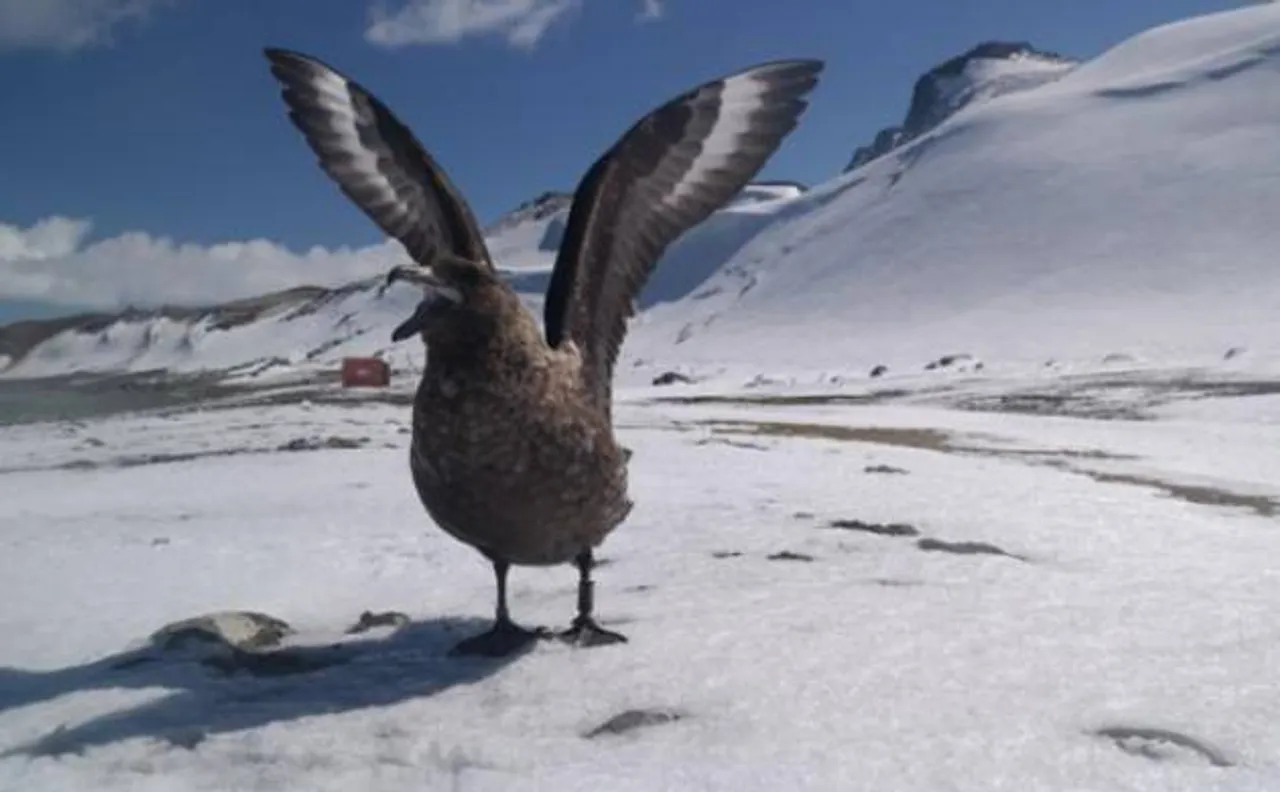 Did you know Antarctica birds can recognise humans?