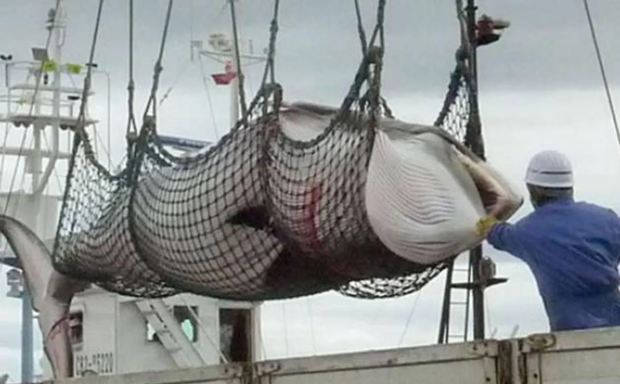 Japan kills hundreds of whales calling it 'scientific whaling activities'