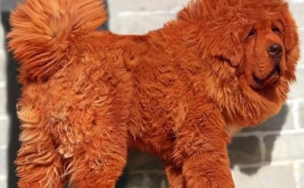 World's most expensive dog sold for a whopping sum of Â£1 million