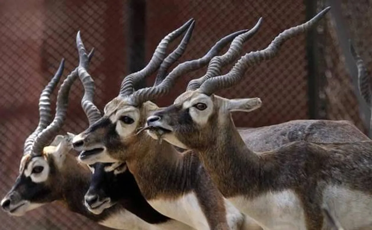 Wildlife can be saved by modifying the way animals use their habitat