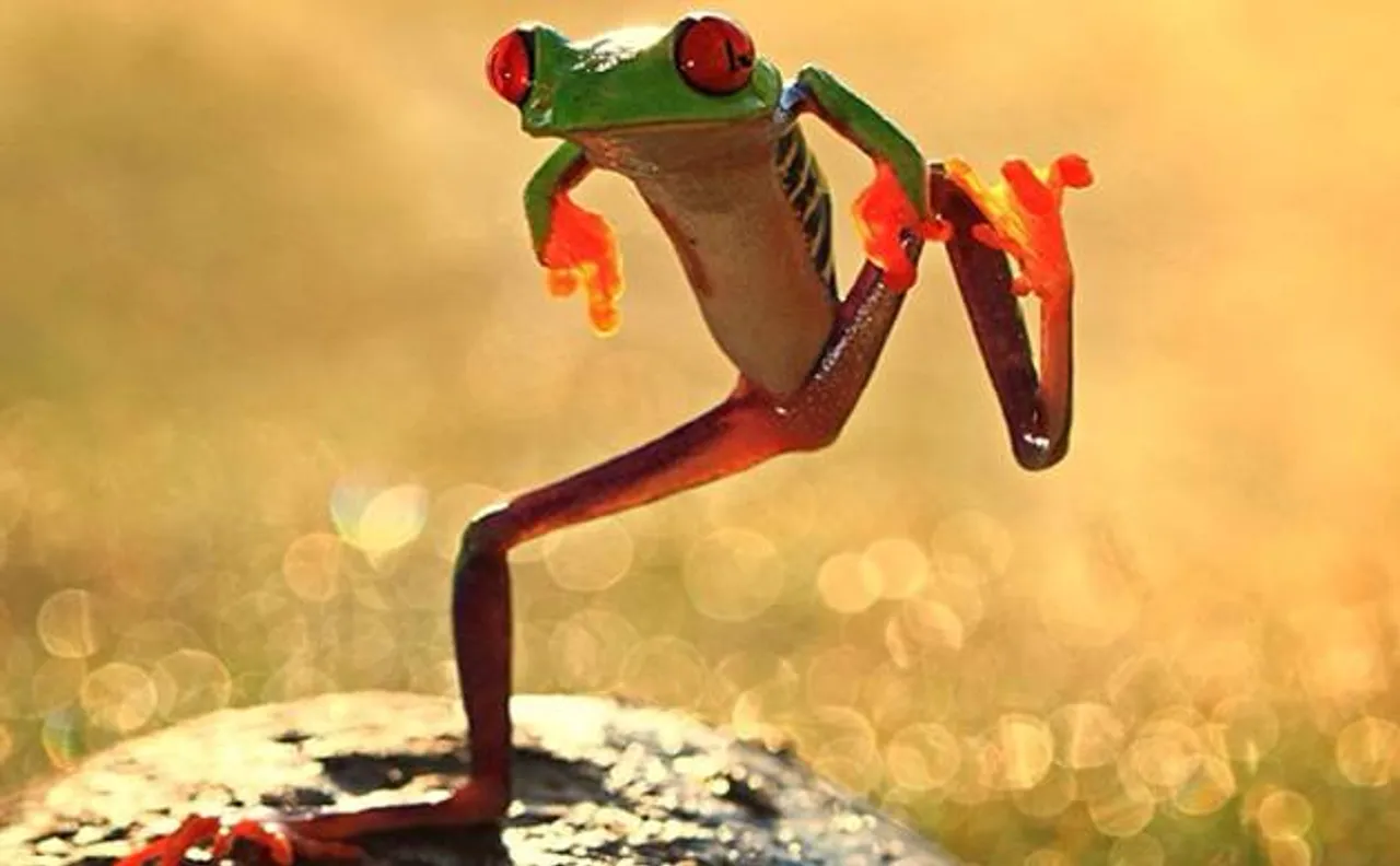 Tadpole from Indian Dancing Frog family found at Western Ghats in India
