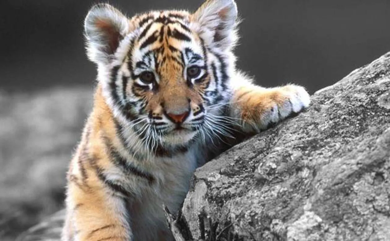 Global tiger population could double by 2022, say scientists
