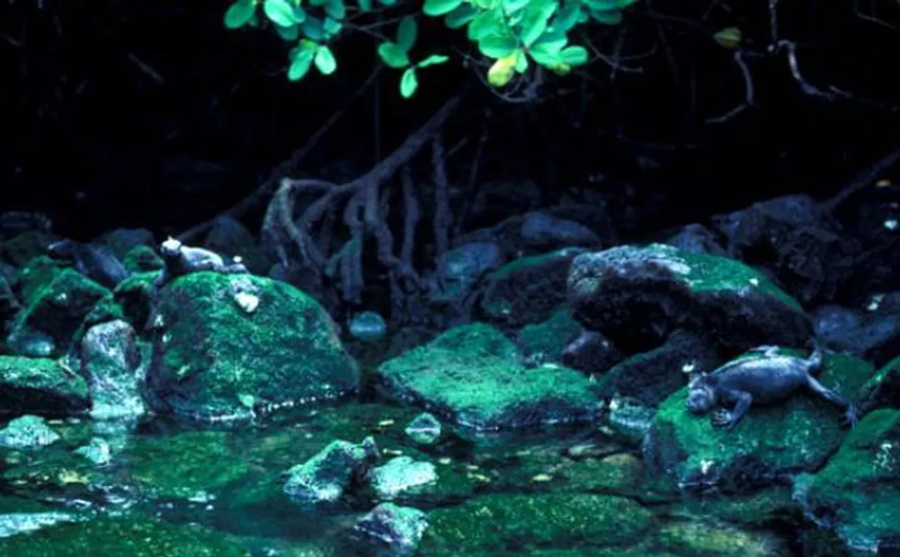 El Nino may drastically impact marine food source: NASA 
