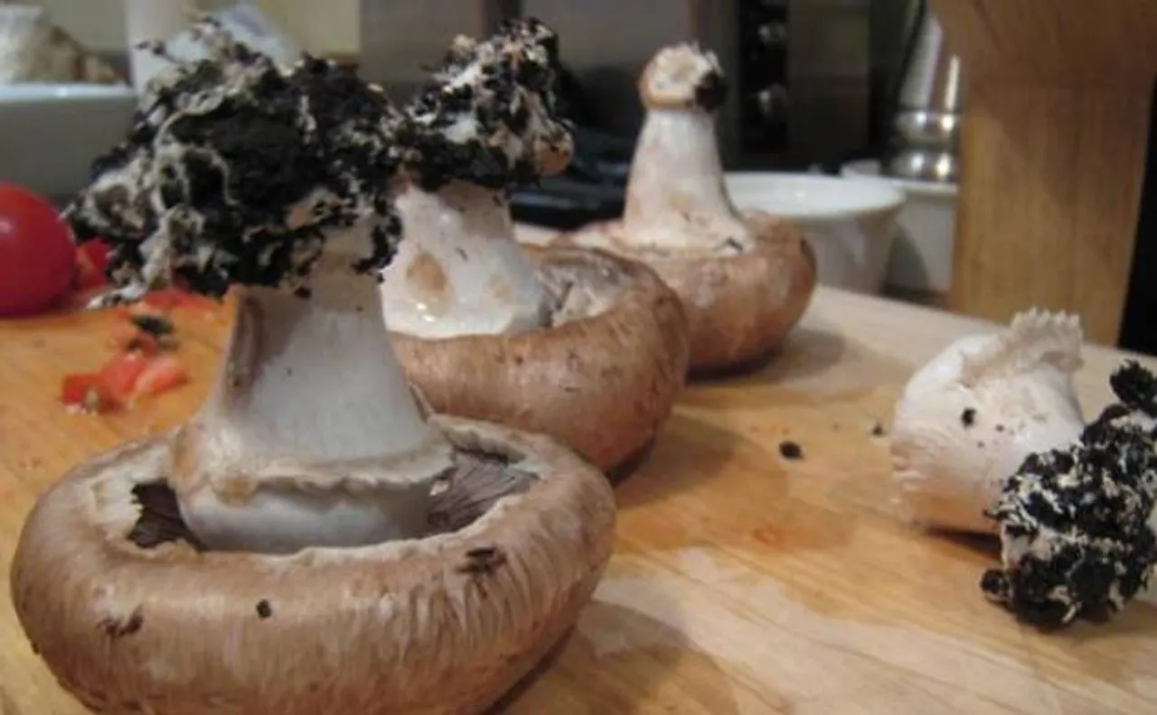 Mushrooms may help develop more efficient batteries