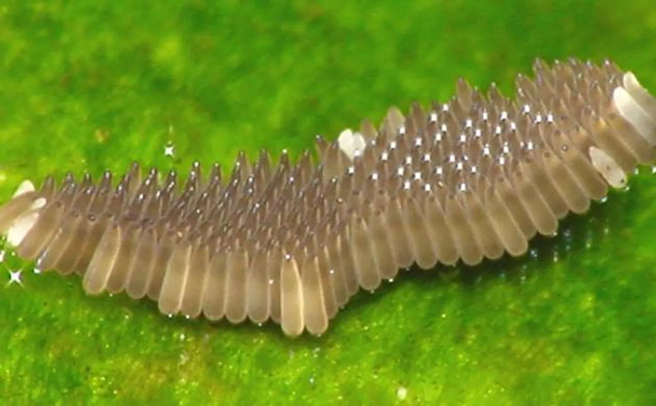 New way to trap, kill mosquito eggs may help fight Zika
