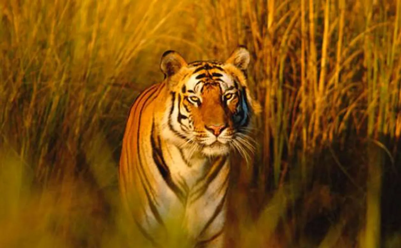 World tiger population records an unprecedented rise in 100 years