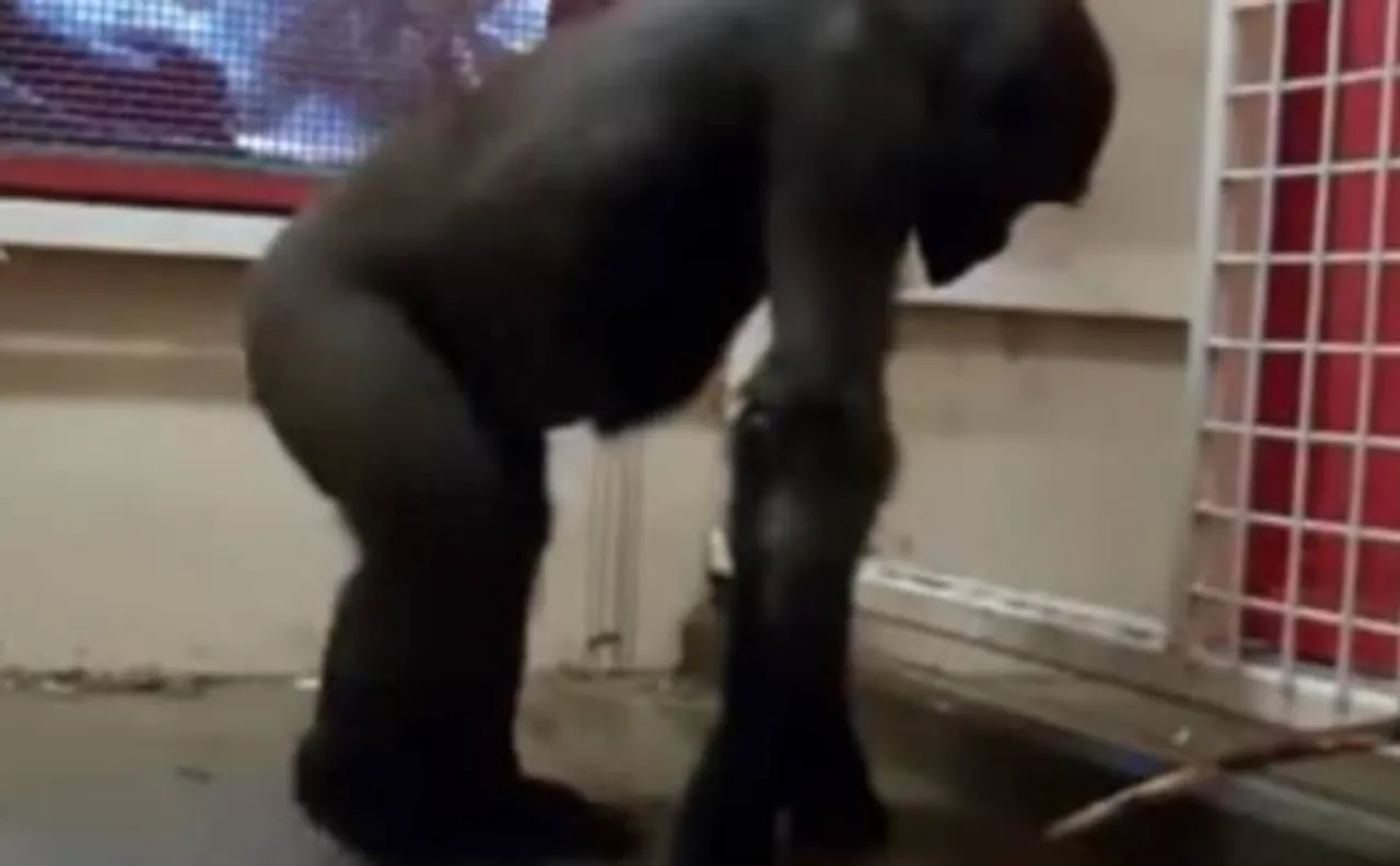 Video of a dancing gorilla in Twycross Zoo goes viral