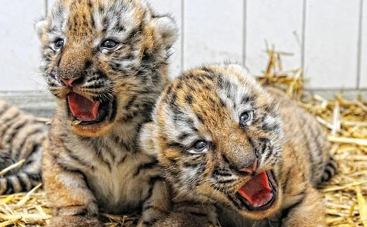 India home to 2500 endangered big cats, represents 70 per cent of global Tiger population