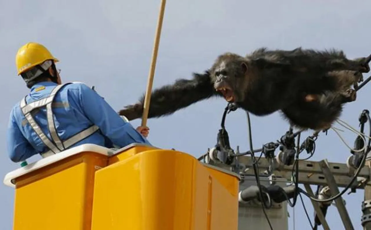 Chimp flees Japan zoo, caught after falling from power pole
