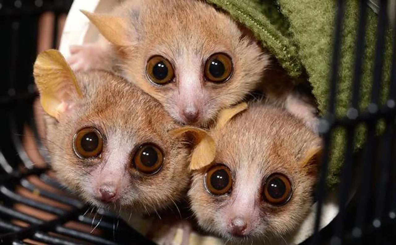 3 new primate species of mouse lemurs discovered in Madagascar