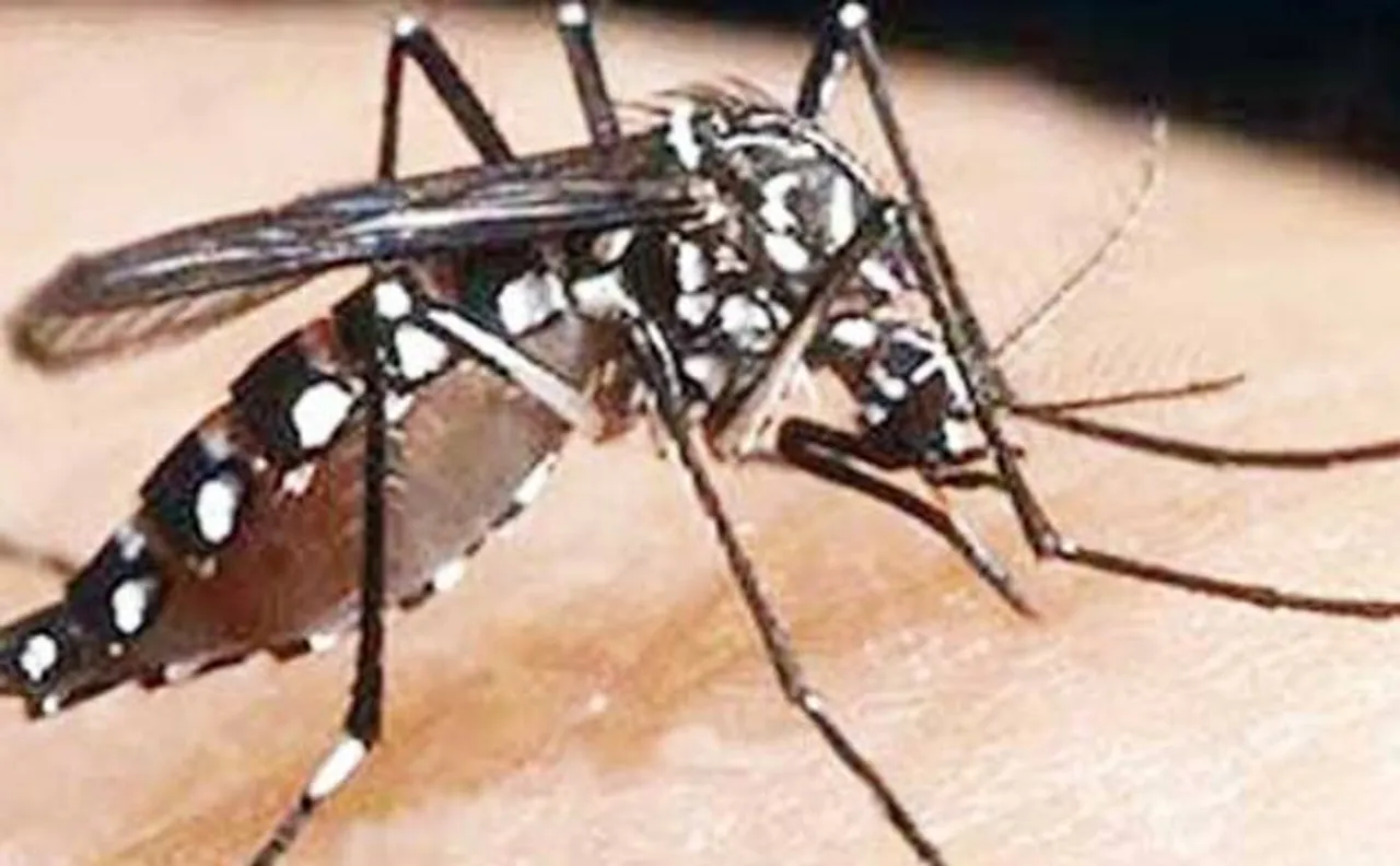 Delhi govt asks schools to ensure zero breeding of dengue mosquito