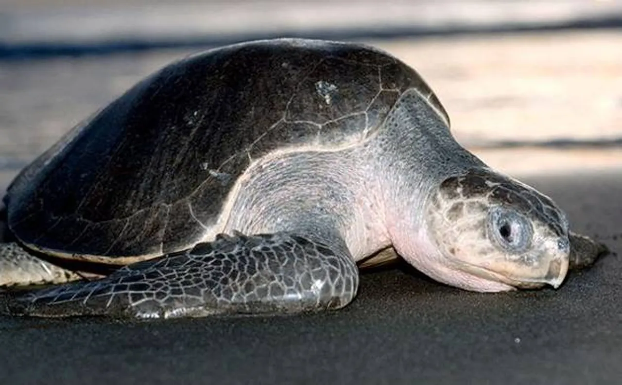 NTPC and AP Forest Dept take initiative to save Olive Ridley Sea Turtles