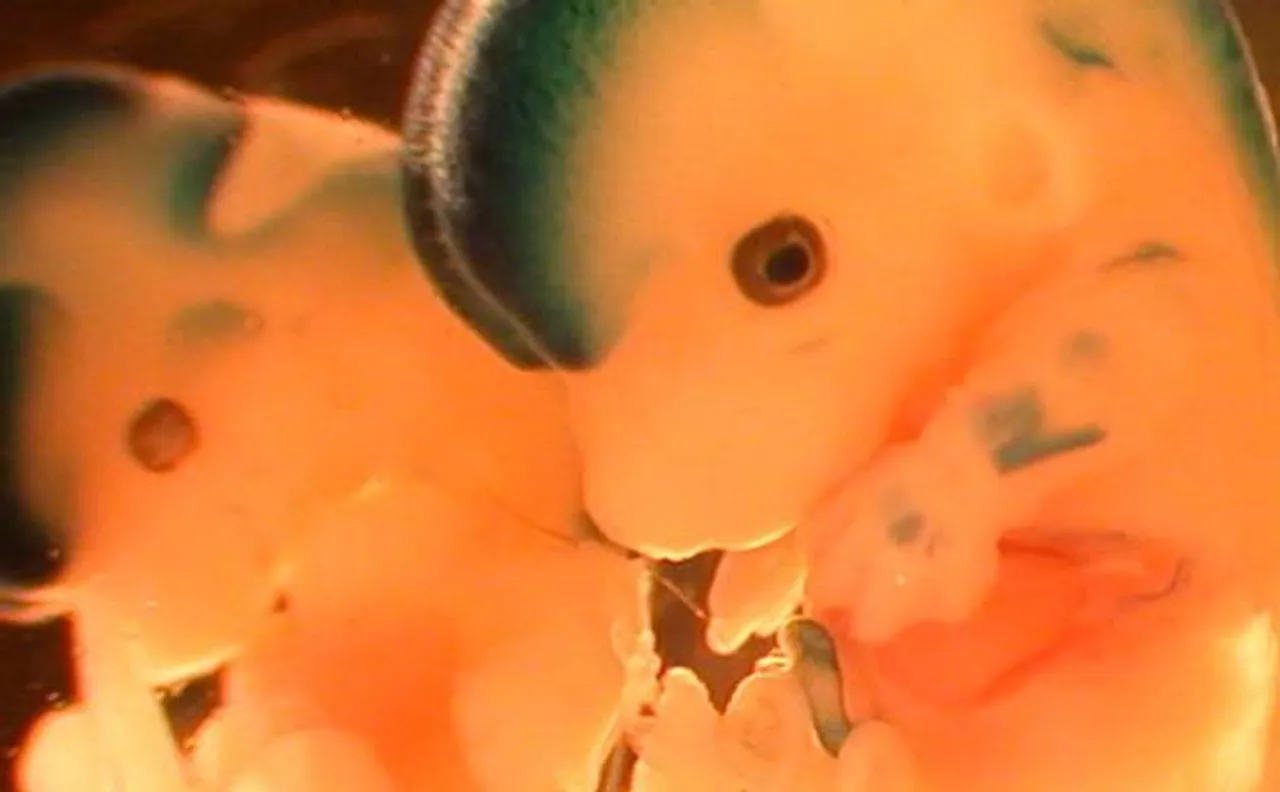 Mammal mouse embryos grown in space on China's SJ-10 satellite