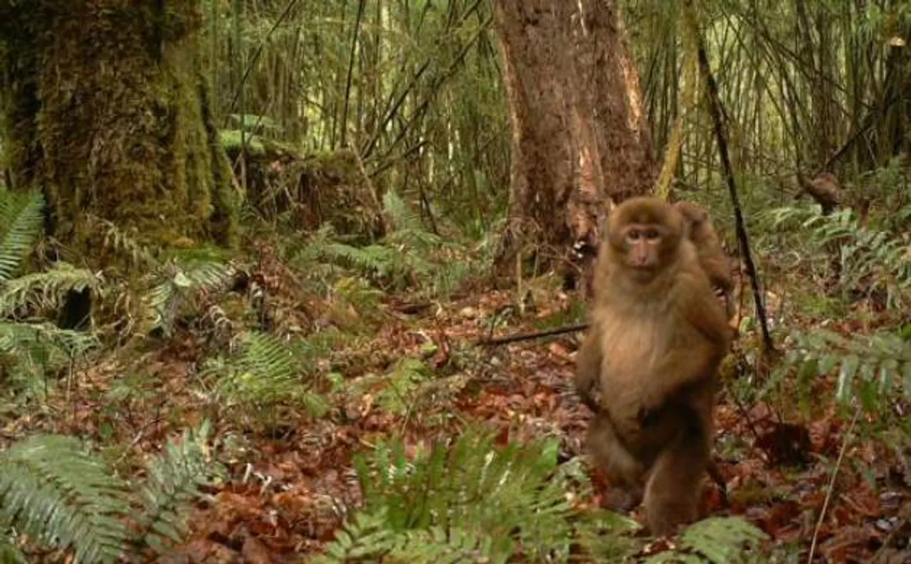 Scientists find rare white cheeked macaque