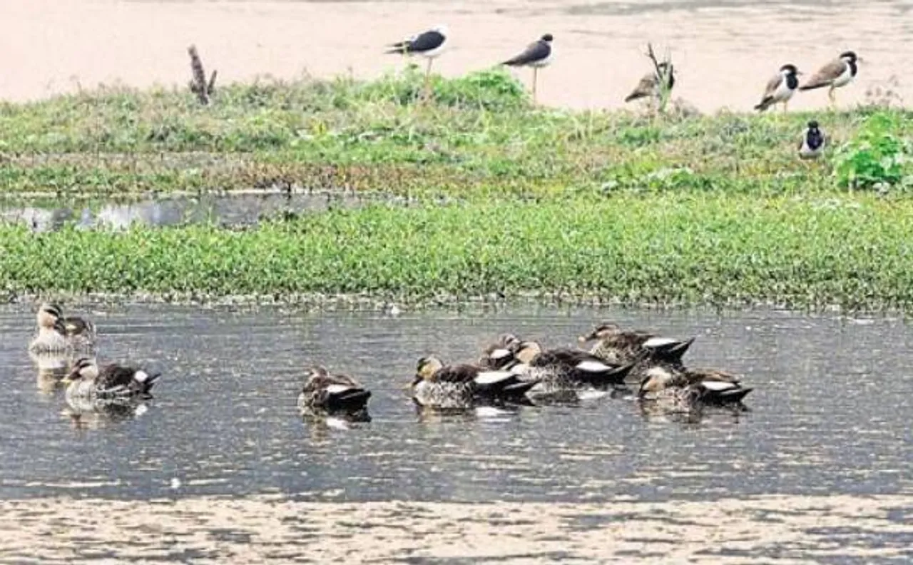 Time to go green! NGT asks states to submit list of wetlands