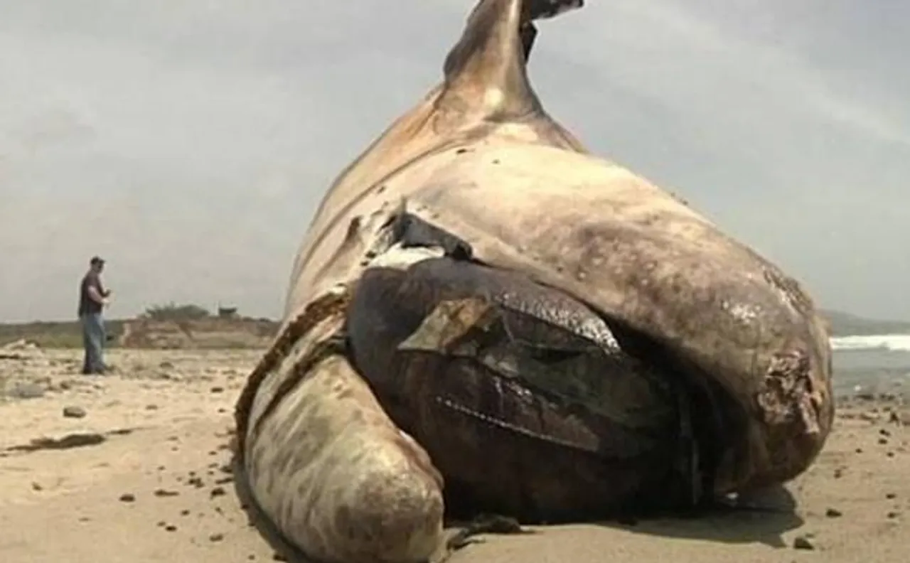 Large dead grey whale found on California beach 