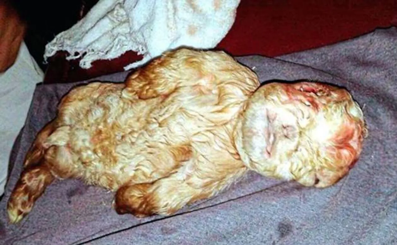 Bizarre: Goat with human face born in Malaysia!