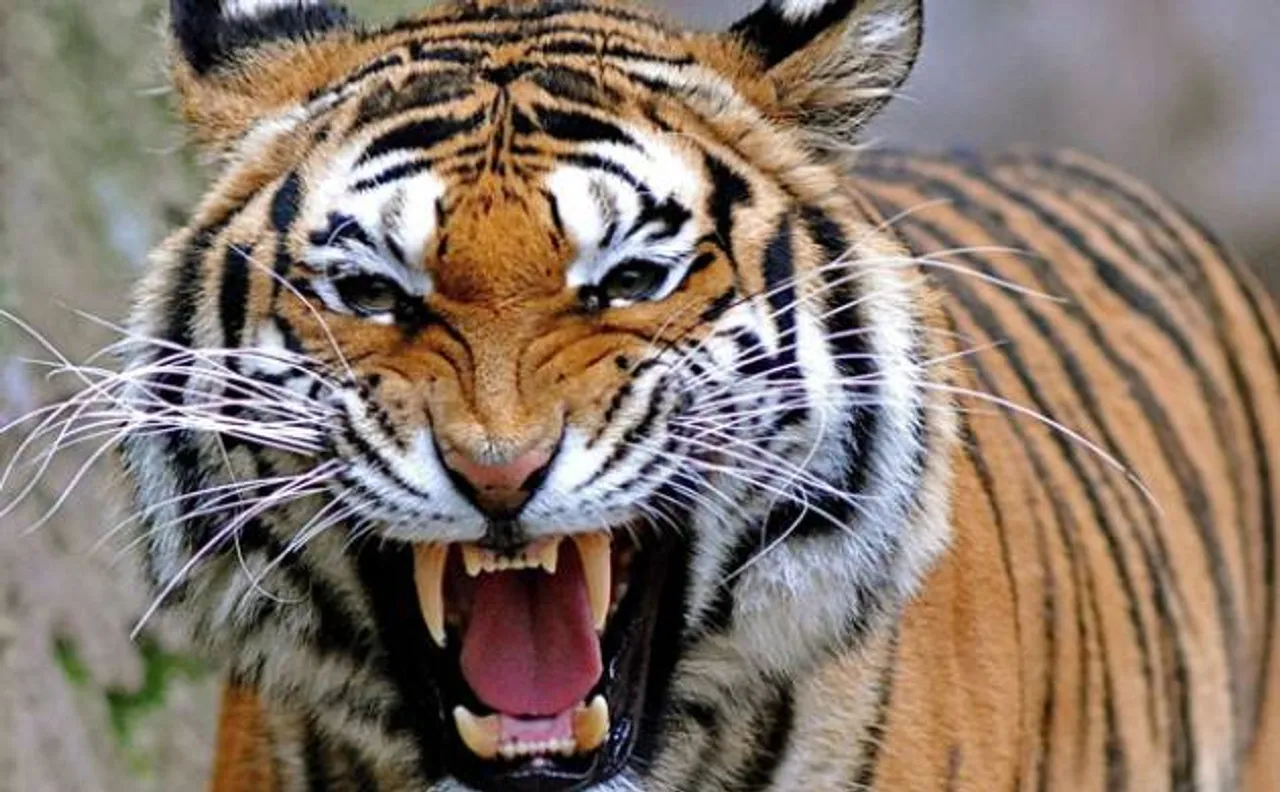 Tiger poaching in India: More big cats poached in 2016 