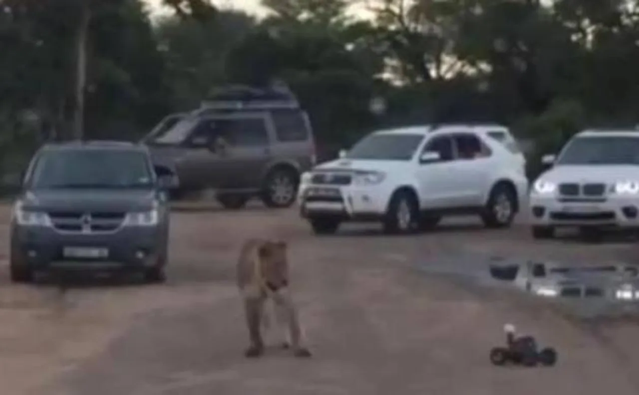 Must Watch: Lioness scared of remote control cars