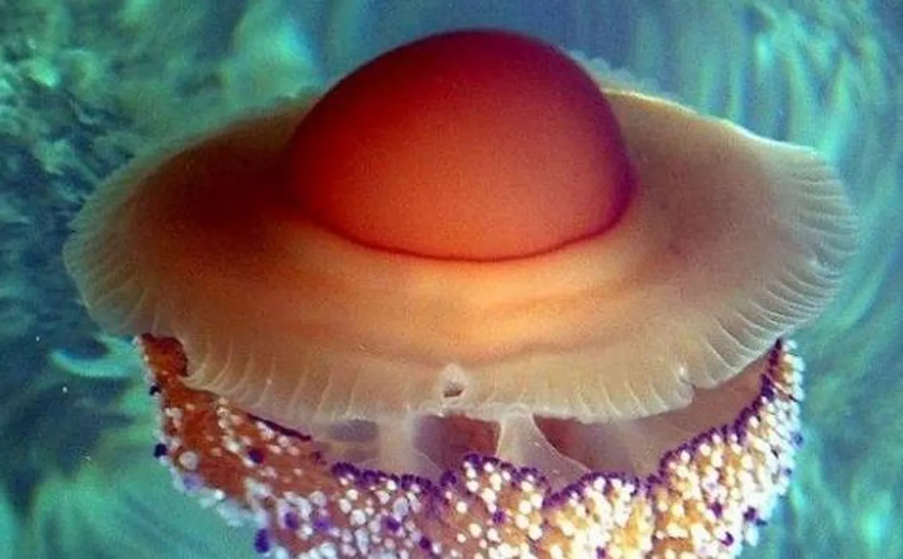 1 trillion species present on Earth, 99.999% still to be discovered