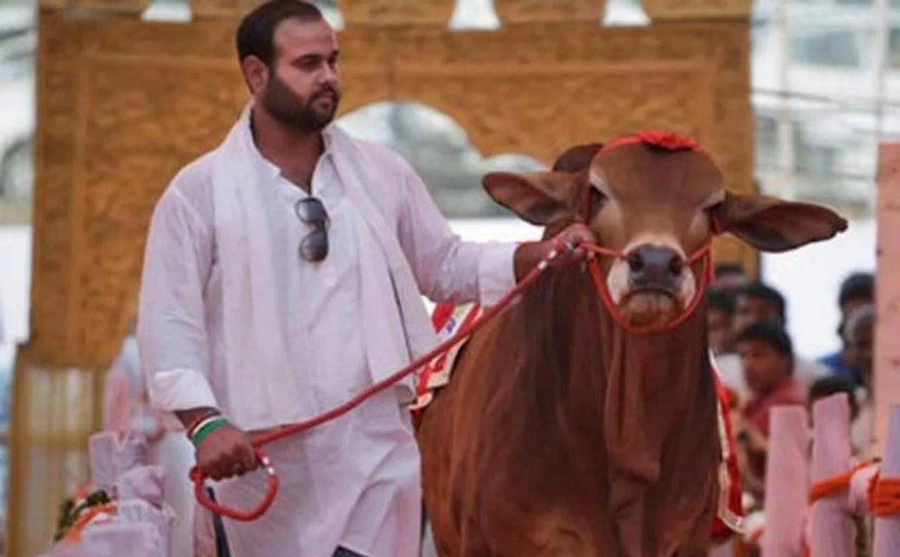 A ramp show in Haryana â€“ for cows and bulls!