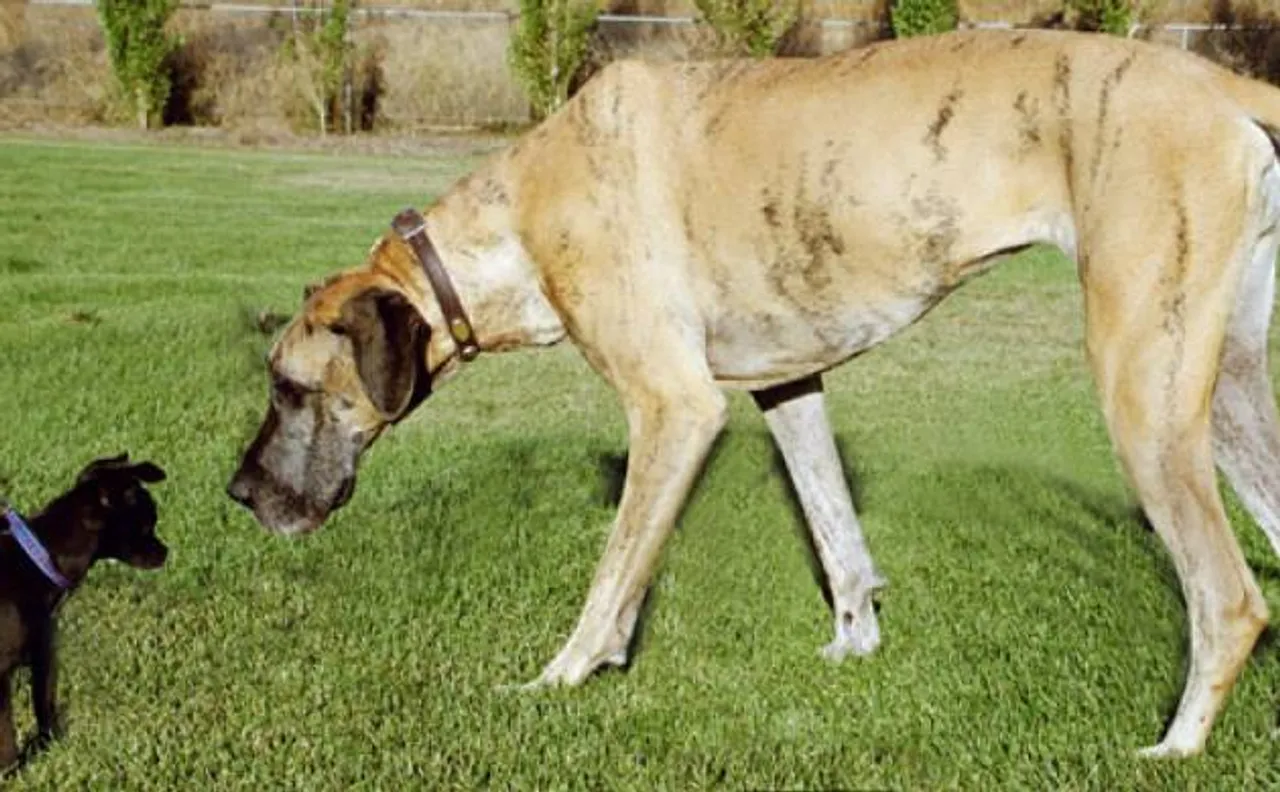 Fossil of dog 12 million years old 'like mini bear' discovered in North America by researchers