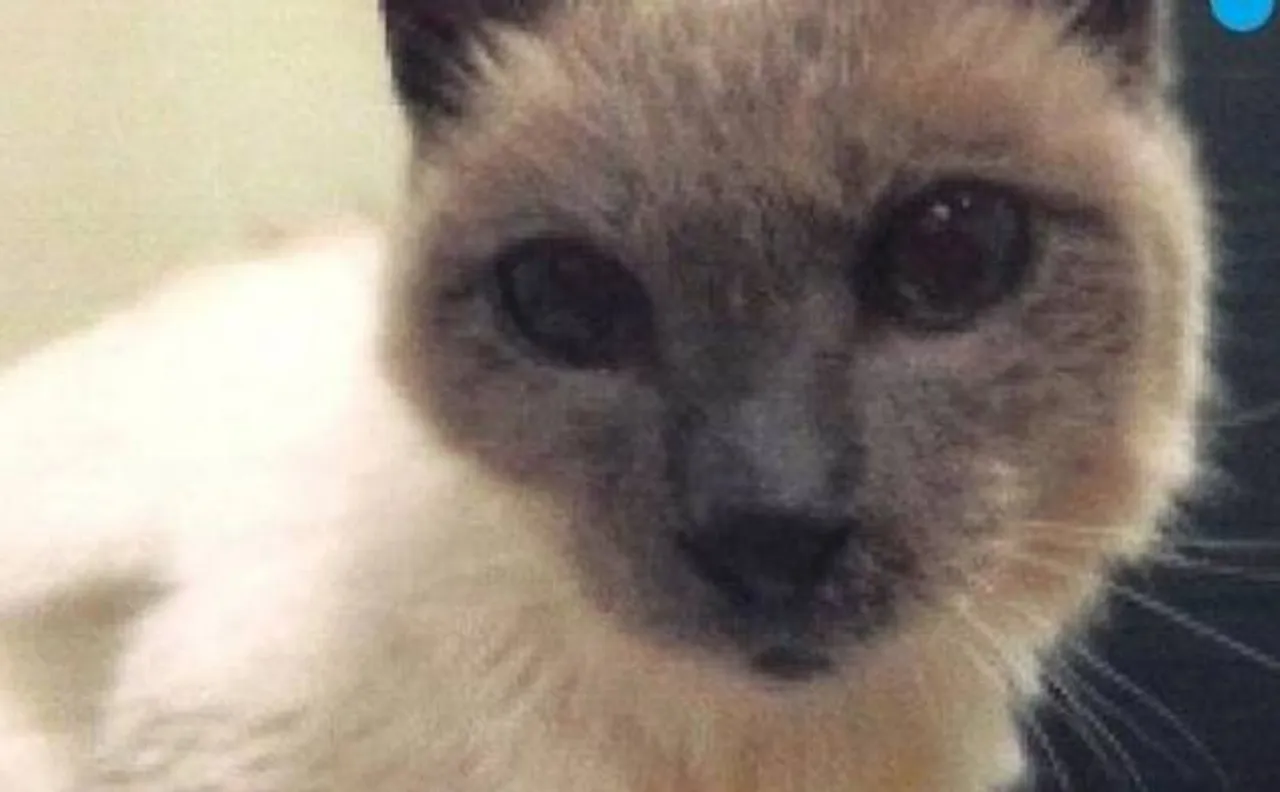  Scooter, briefly the worldâ€™s oldest living cat, dead at 30