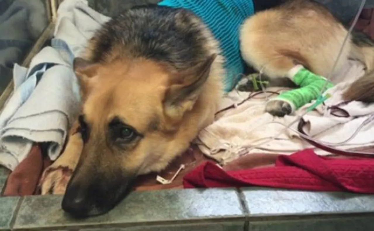 â€˜Heroâ€™ dog saves 7-year-old girl from rattlesnake in US