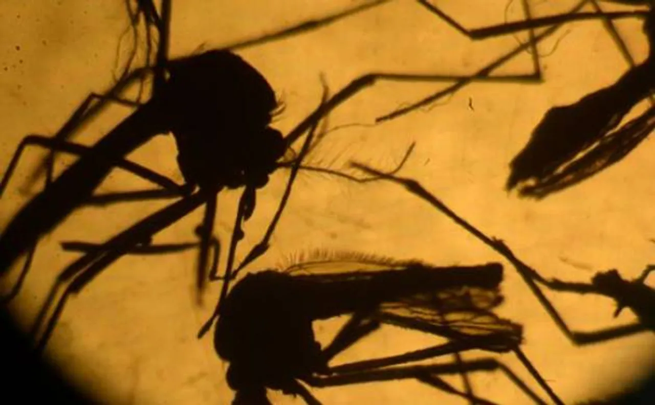 Scientists genetically develop worldâ€™s first Zika virus clone