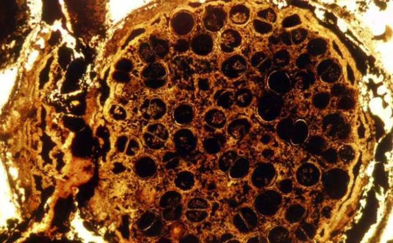 Scientists find 1.56-billion-year-old fossils of multicellular organism in North Chinaâ€™s Hebei Province