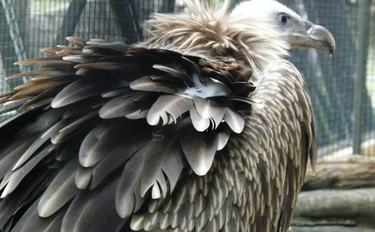 Partially blind, rare Himalayan Griffon vulture rescued from Kashmir; released in Dachigam National Park