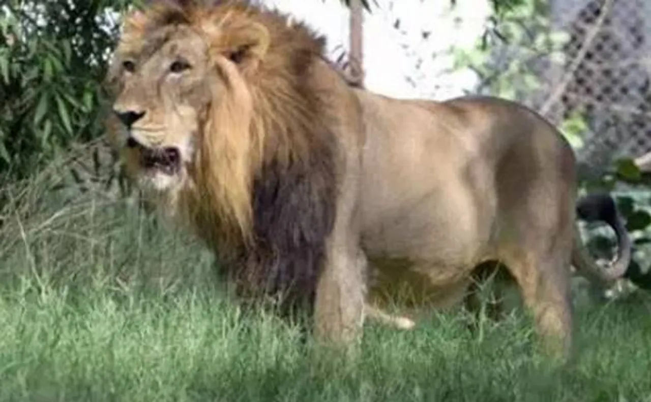 Lucky escape: Man jumps into lion enclosure at zoo, rescued unhurt