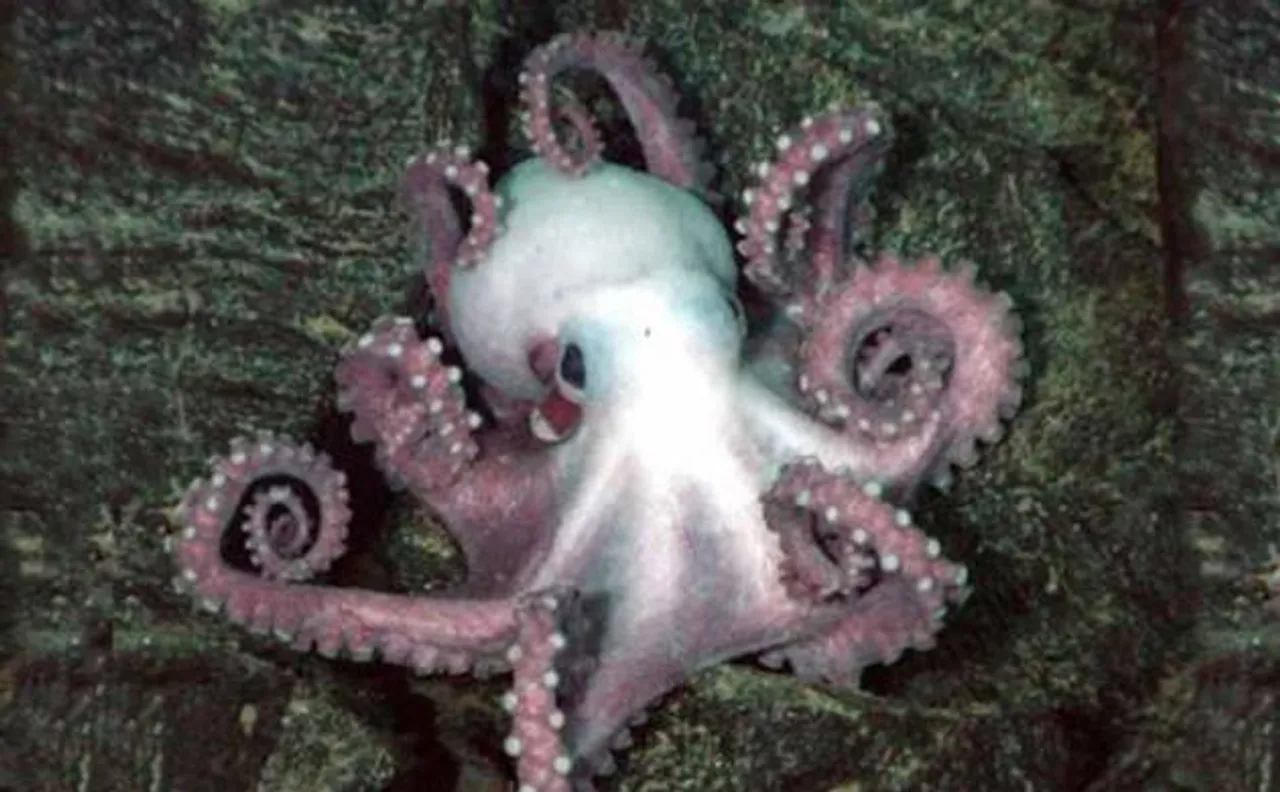 Octopus, cuttlefish and squid on the rise as oceans change, says new study