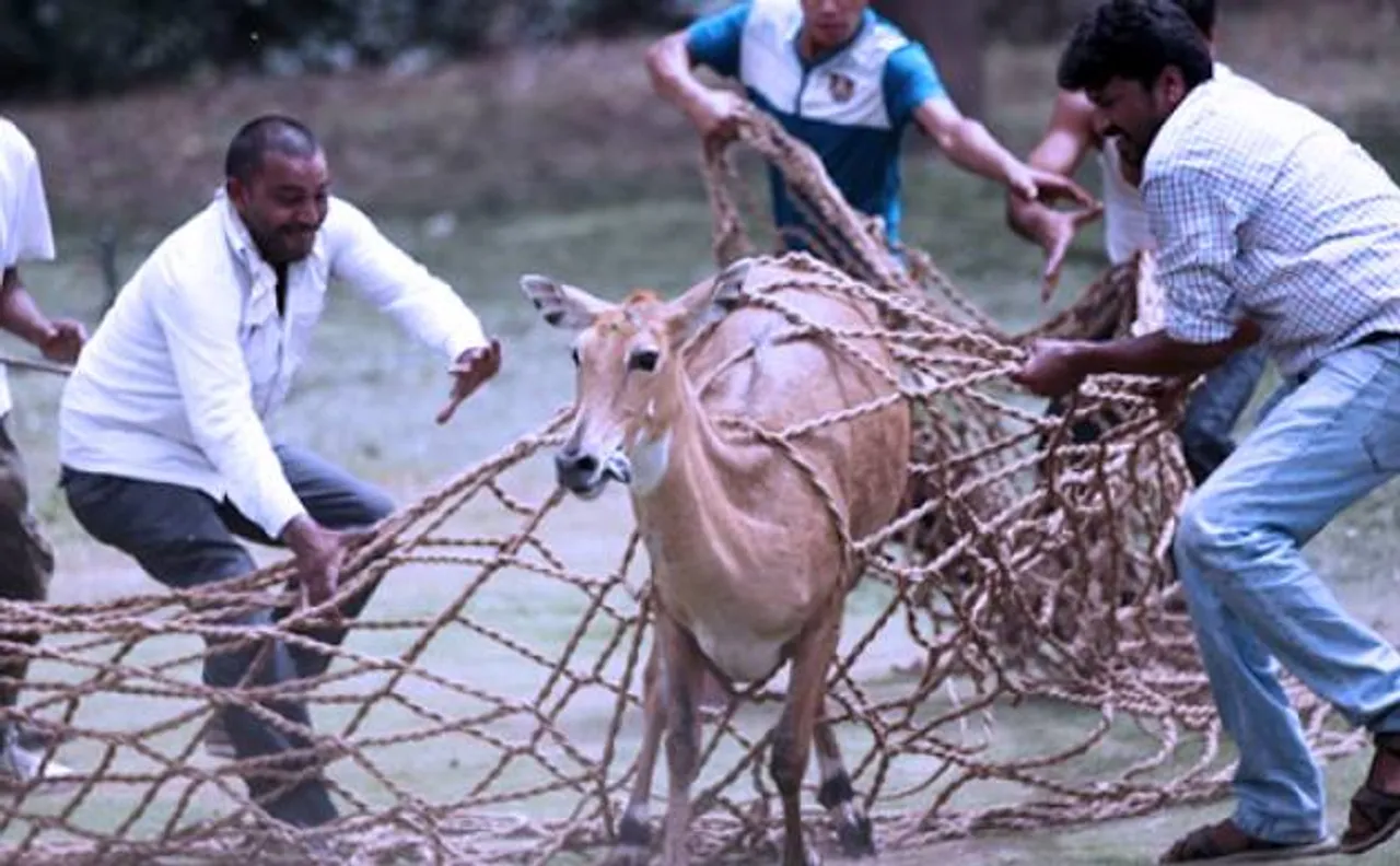 Nilgai enters into North Block area, rescued