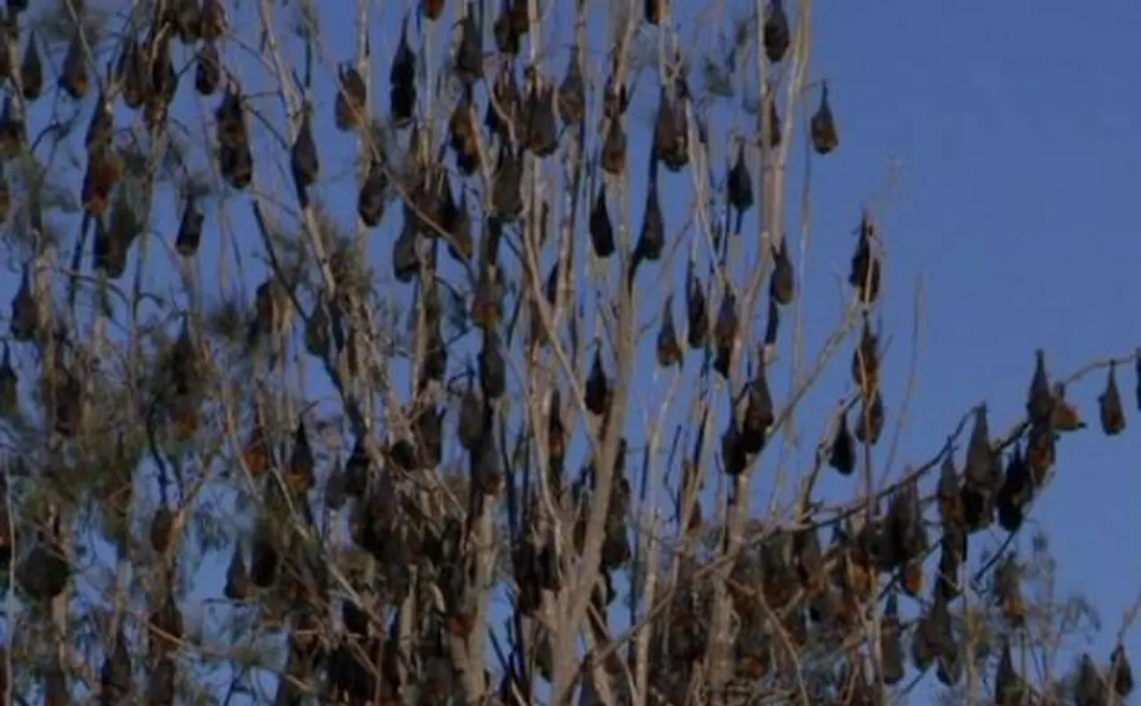 100,000 bats take over town in Australia