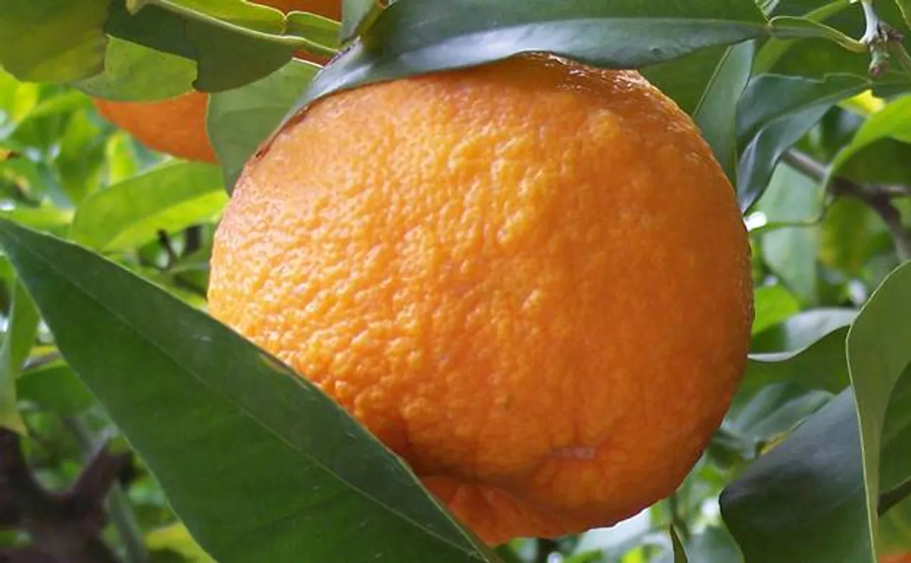 Rare species of wild orange found in Manipur