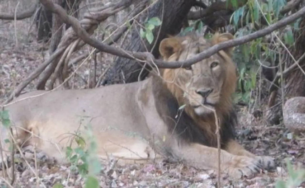 Gir National Park to remain closed during monsoon