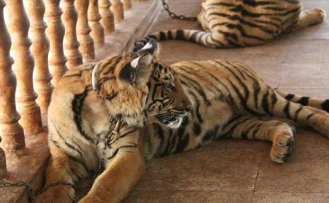 Thai tiger temple row: police find tiger slaughterhouse in temple probe