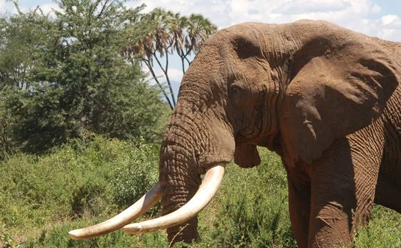 Large marine and terrestrial species on the verge of extinction: Study