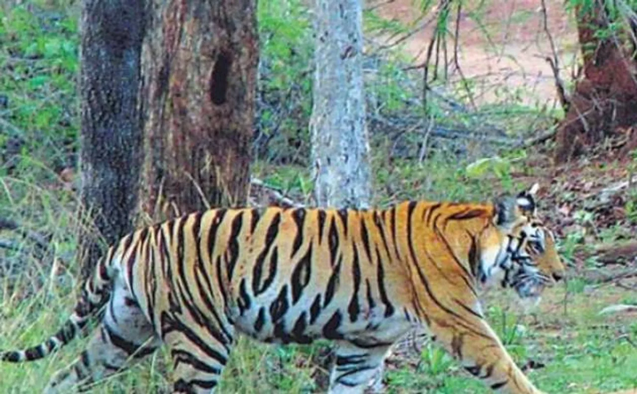Tigress found dead in Panna Reserve of Madhya Pradesh