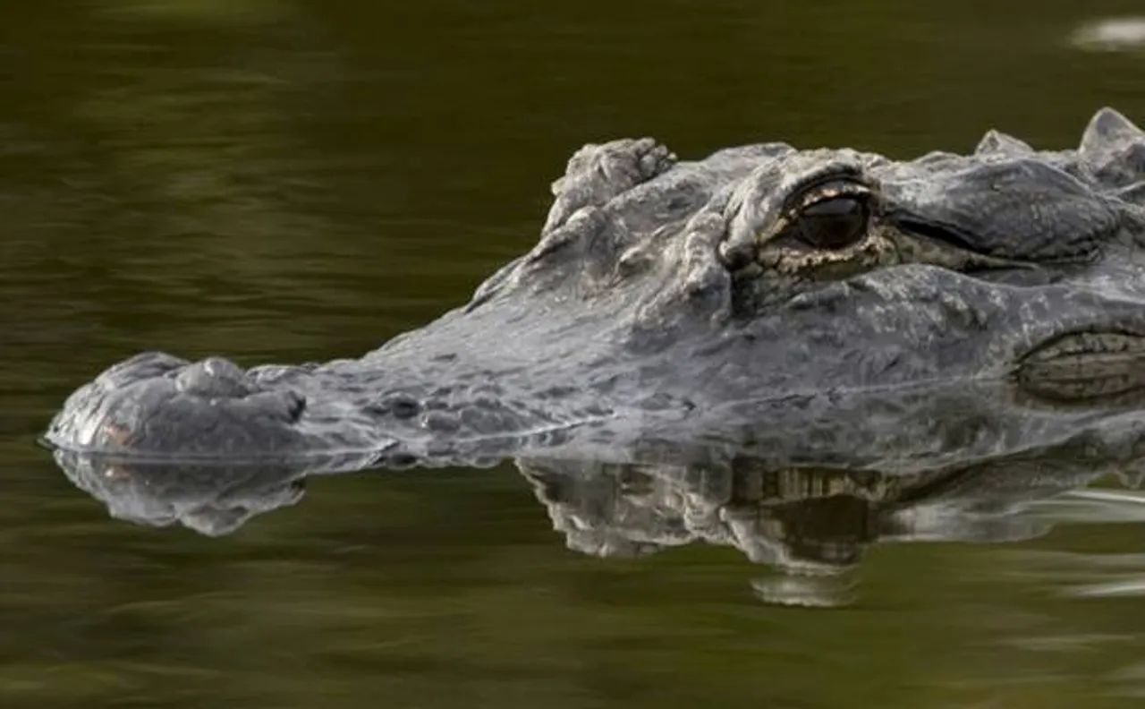 Alligator snatches two year old child at Florida Disney resort