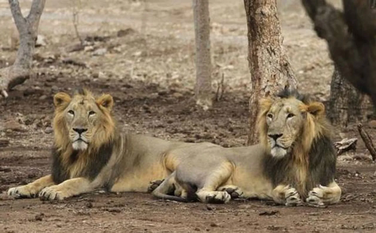 18 Gujarat lions on trial for killing 3 people, guilty may get life in zoo