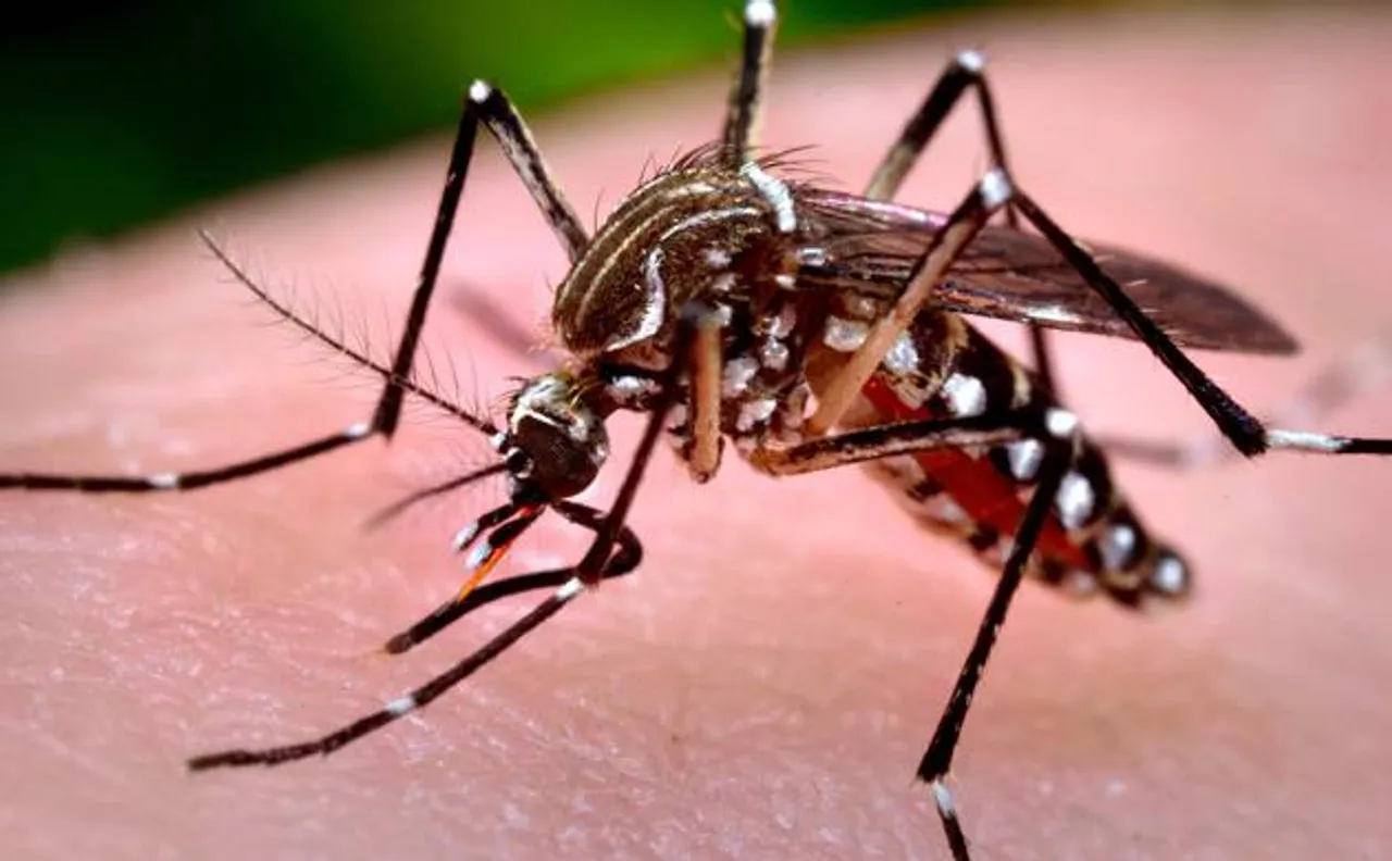 Antibodies that 'neutralise' Zika virus found: Study