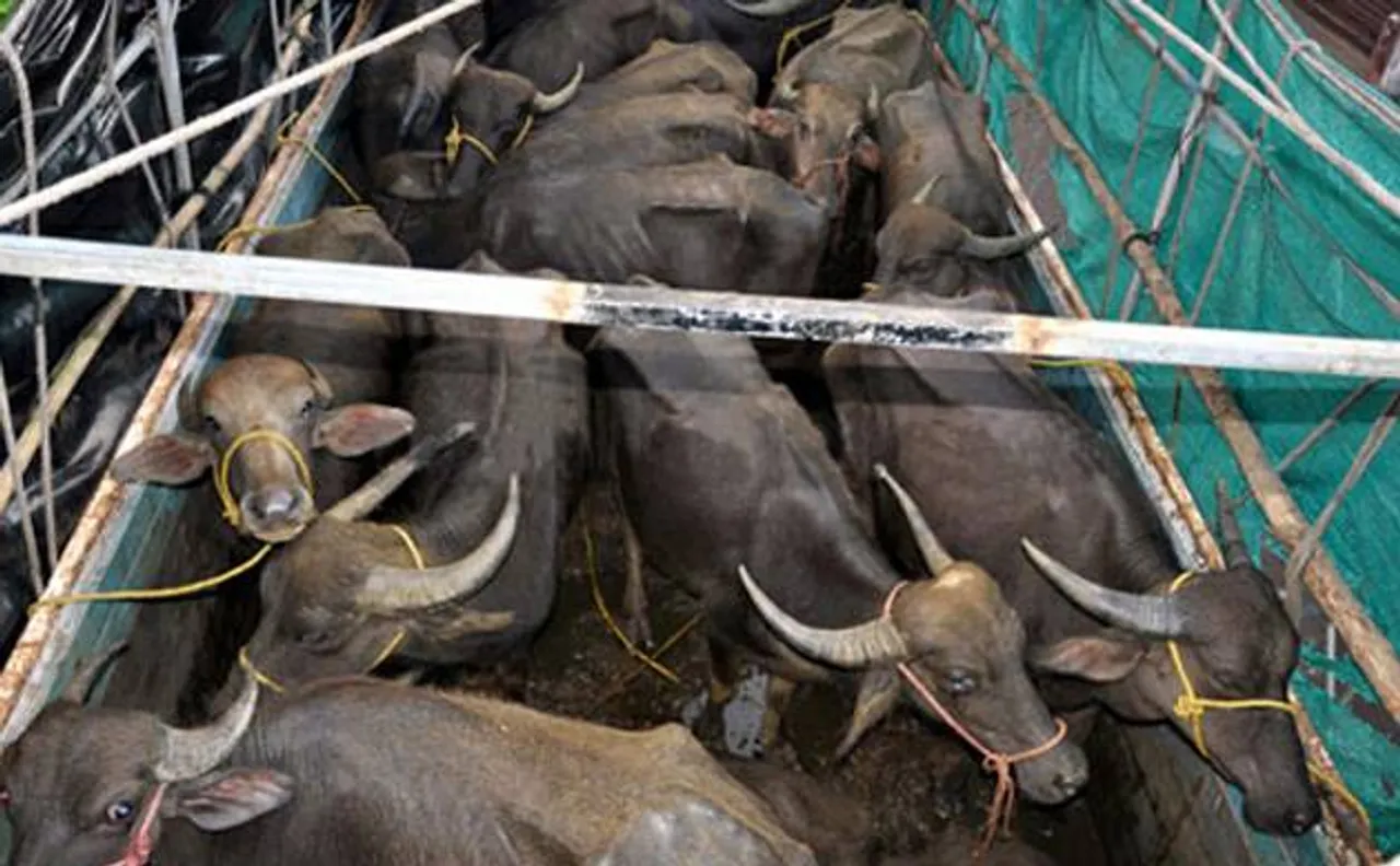 19 buffaloes, Rs 22 crore seized in Haryana; 6 arrested